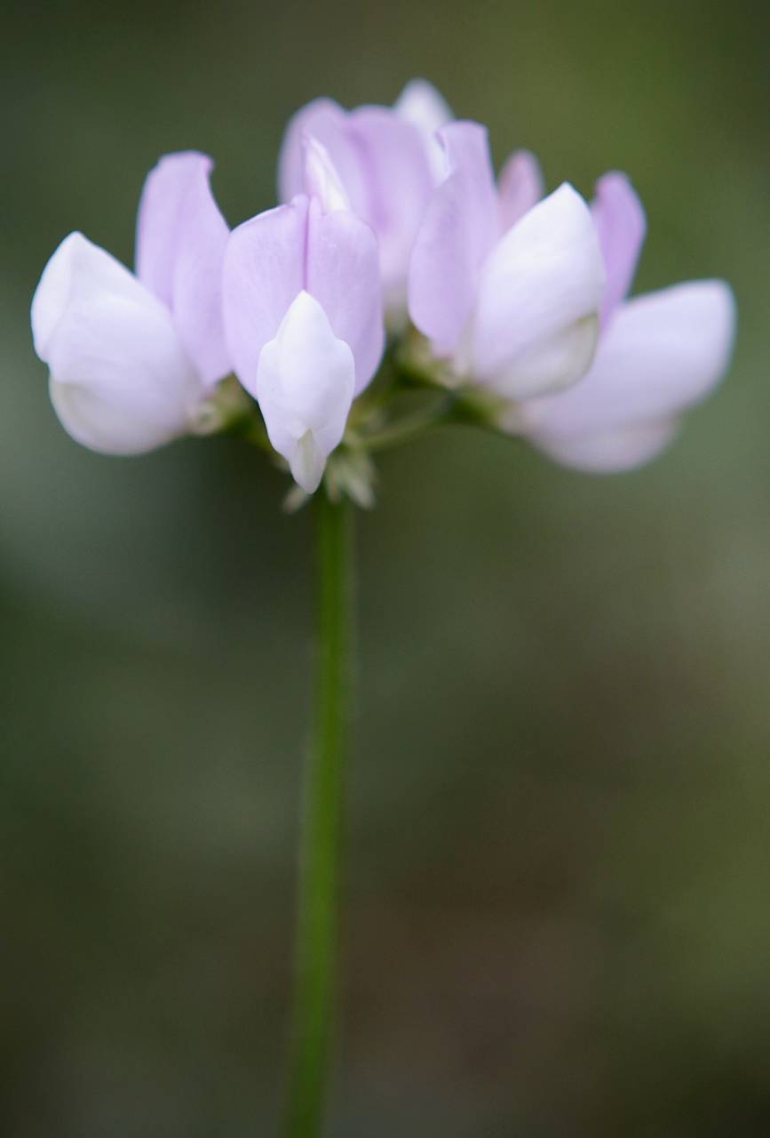 Photo of Crownvetch