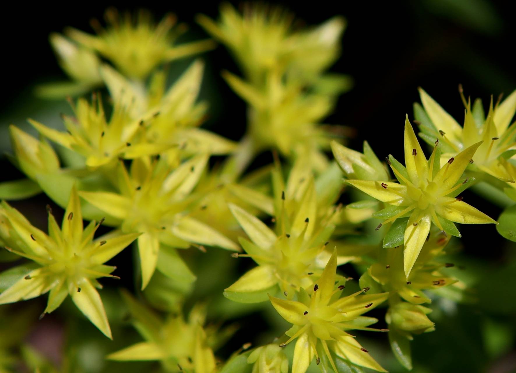 Photo of Stringy Stonecrop
