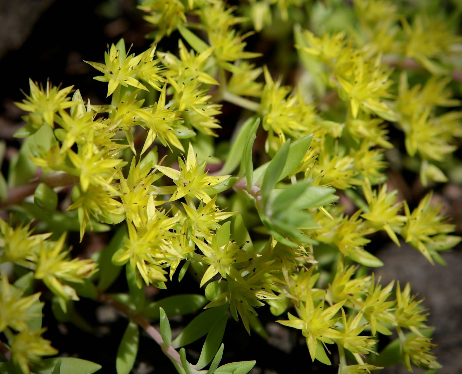 Photo of Stringy Stonecrop