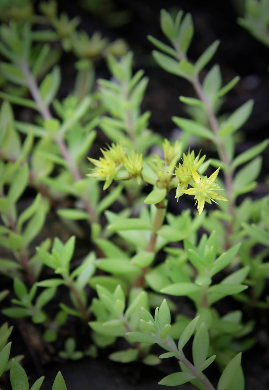 Photo of Stringy Stonecrop