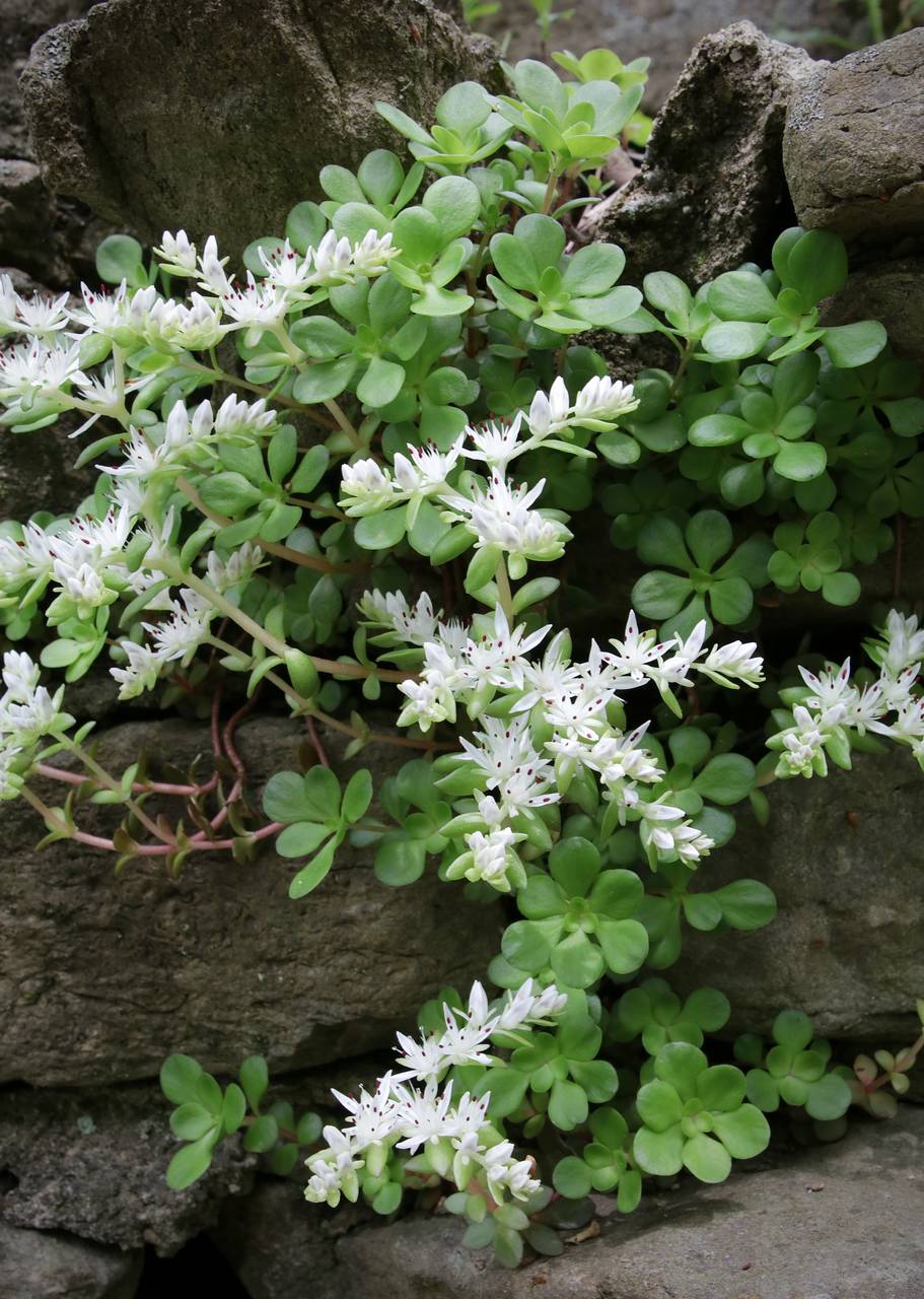 Photo of Wild Stonecrop