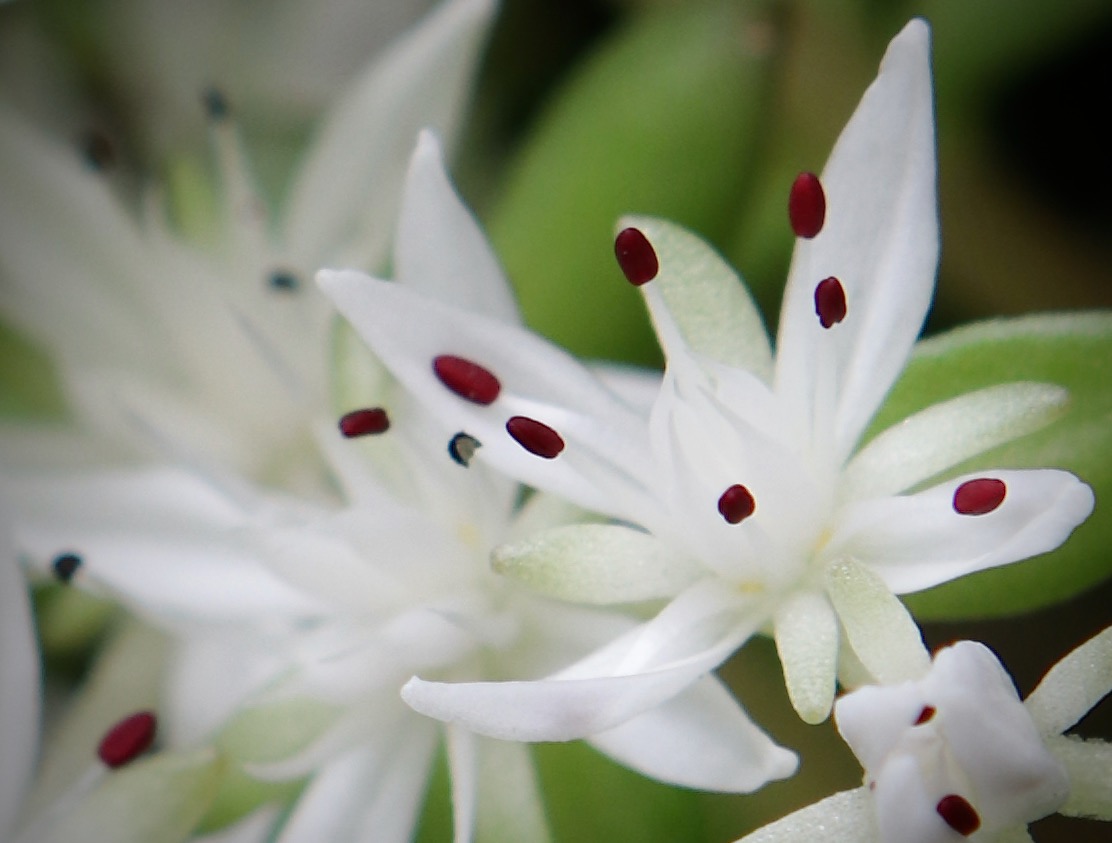 Photo of Wild Stonecrop