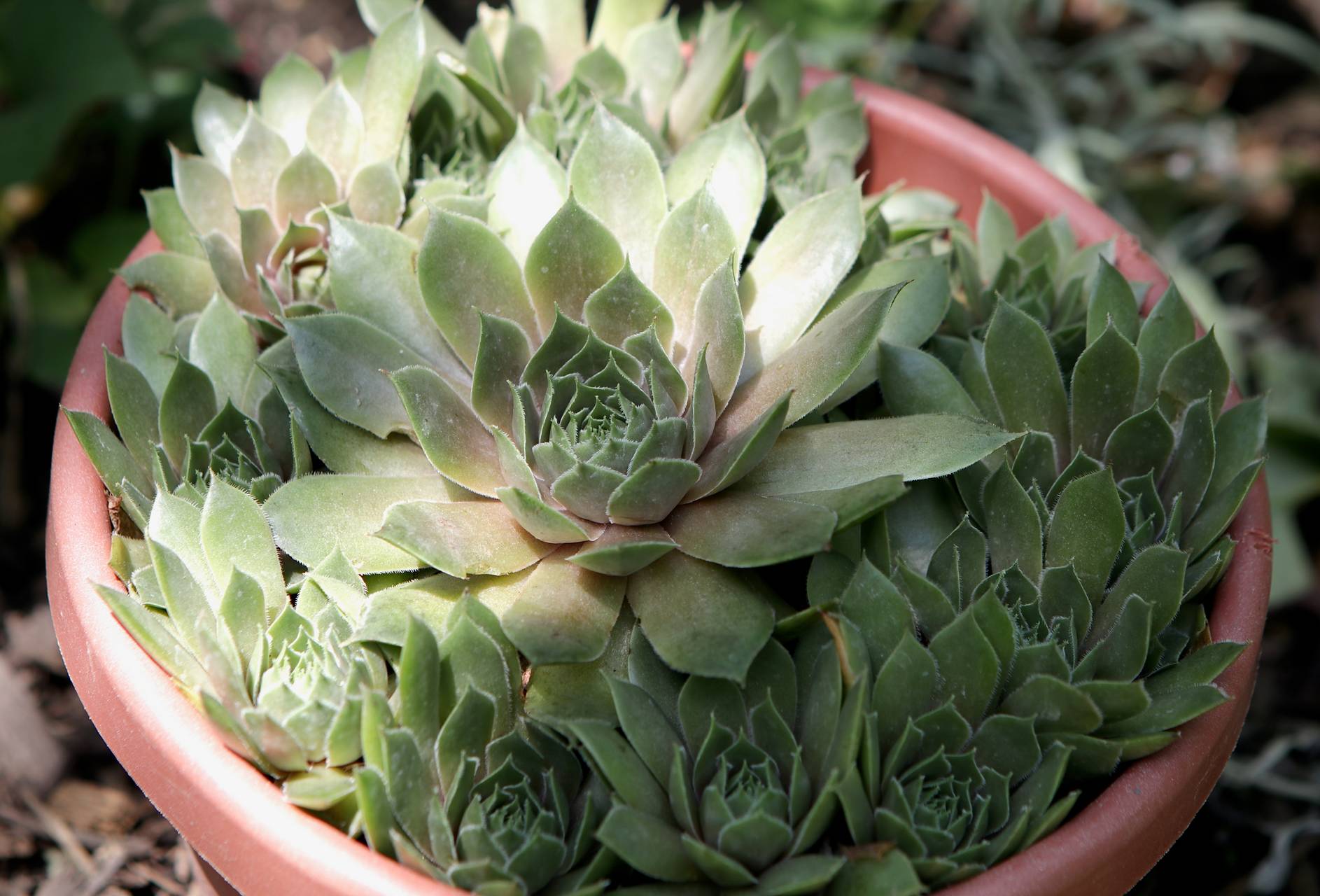 Photo of Hens and Chicks