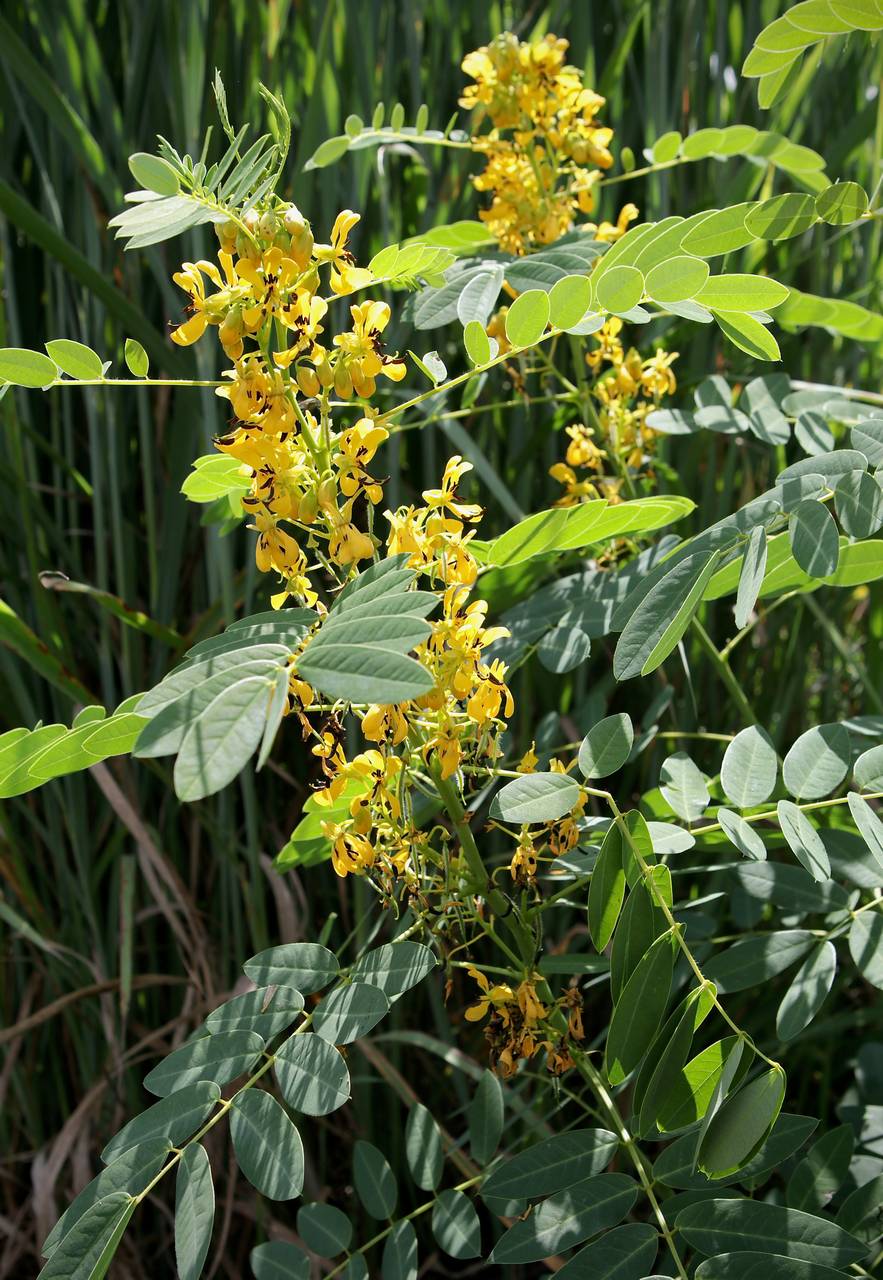 Photo of Northern Wild Senna