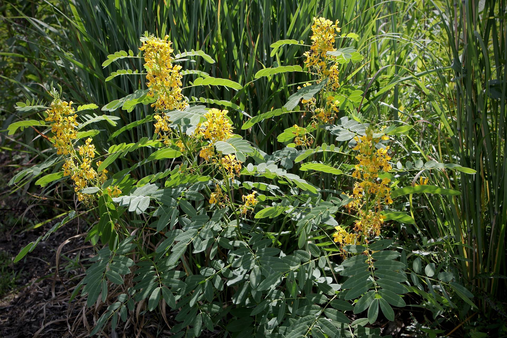 Photo of Northern Wild Senna