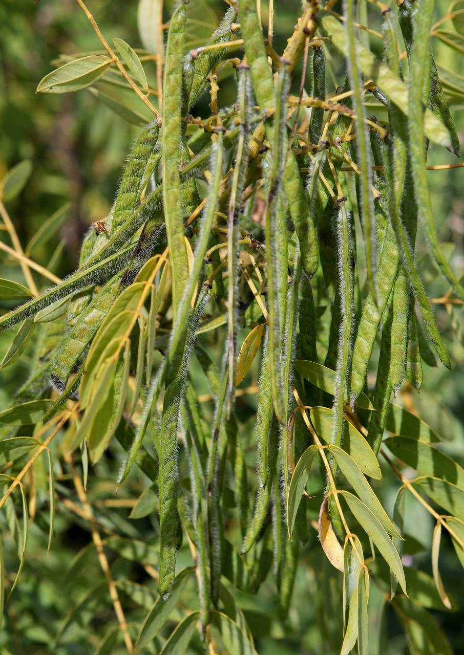 Photo of Northern Wild Senna
