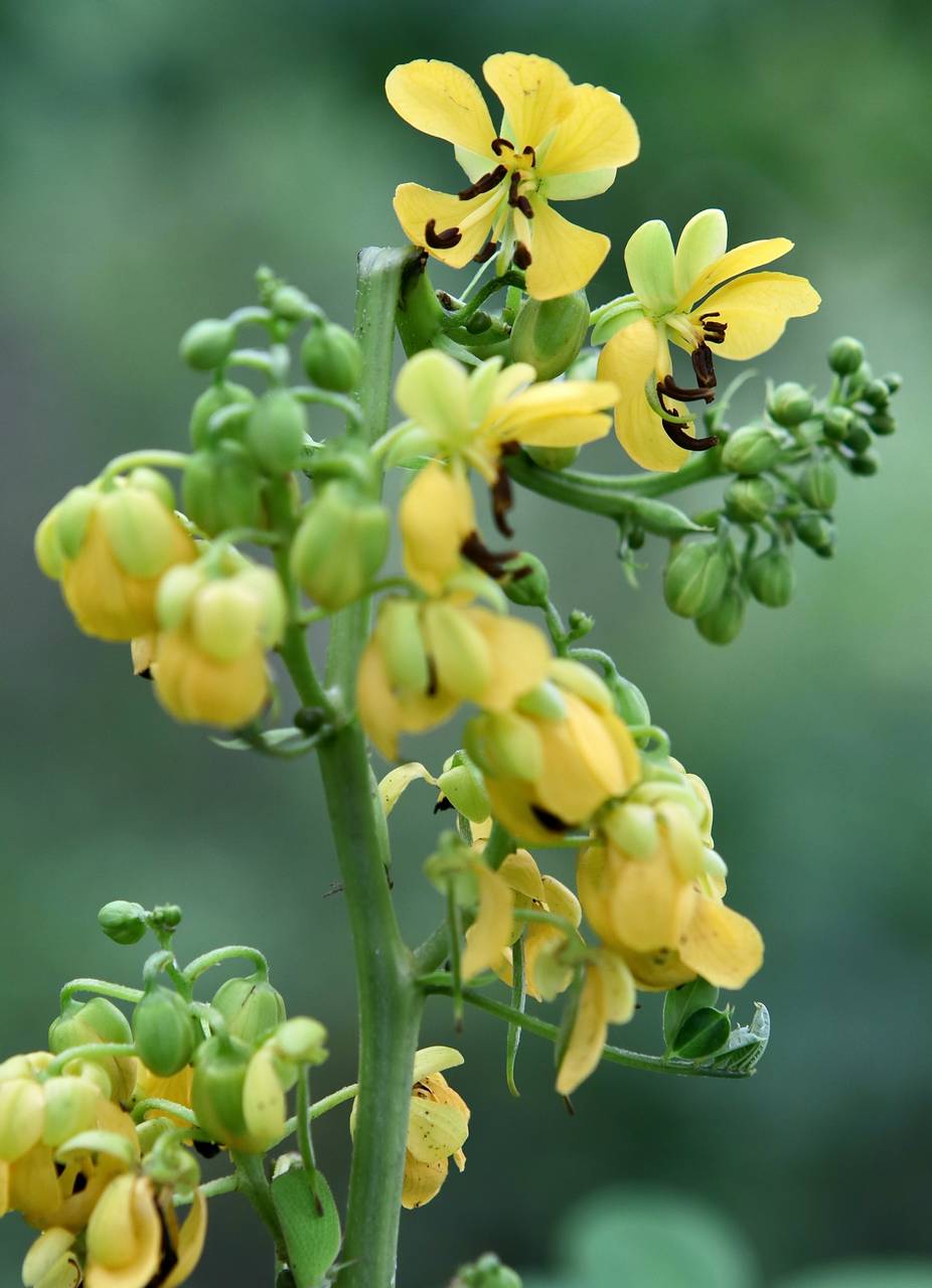 Photo of Southern Wild Senna