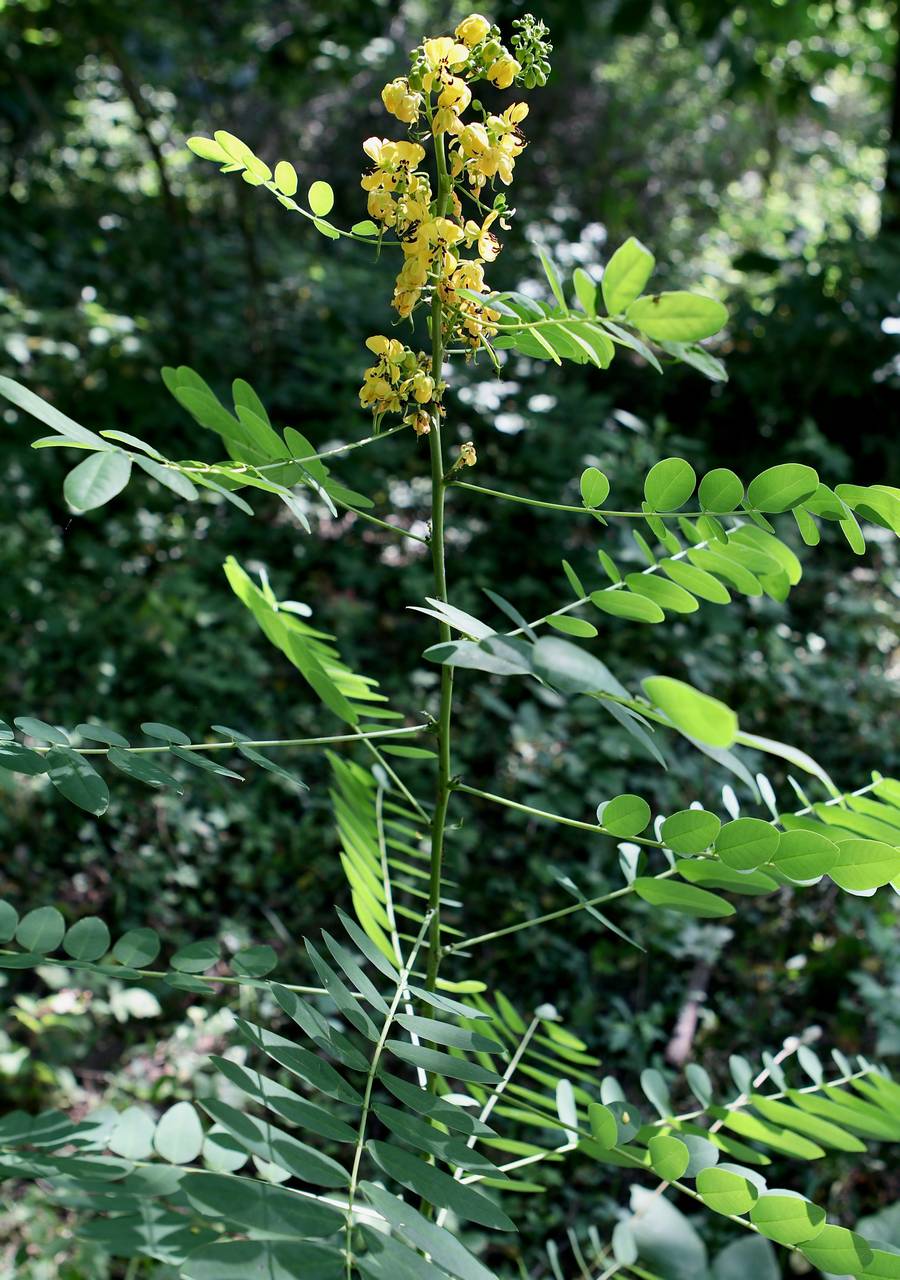 Photo of Southern Wild Senna