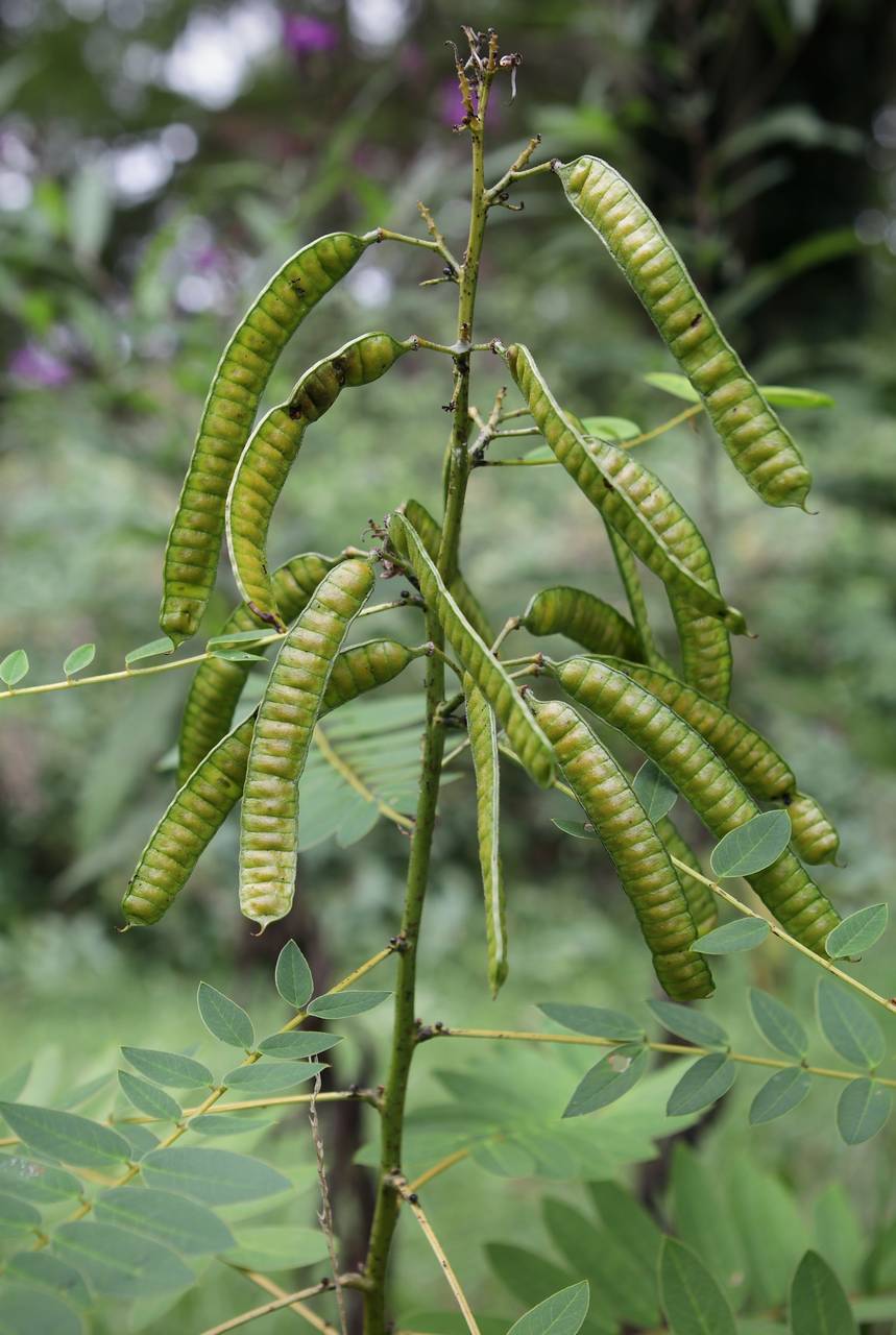 Photo of Southern Wild Senna