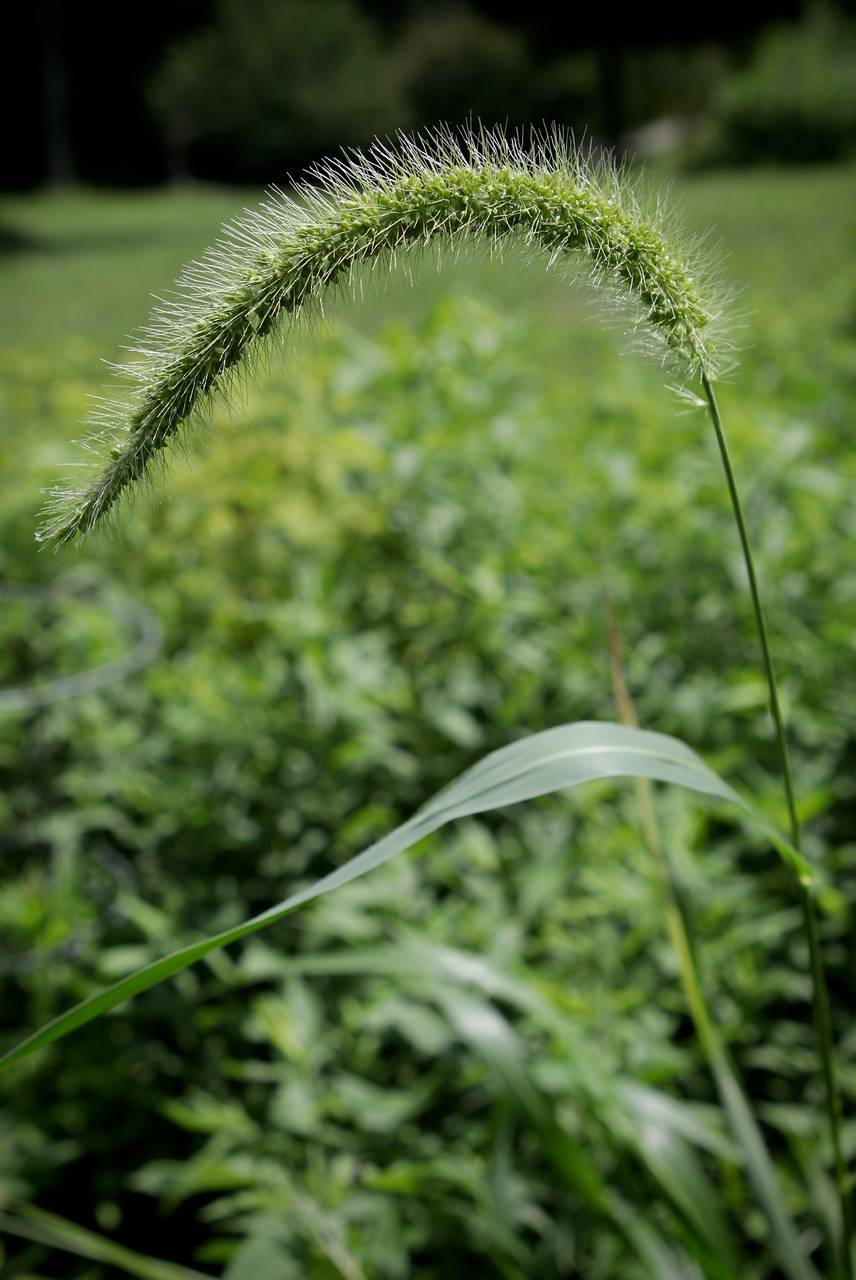 Photo of Giant Foxtail