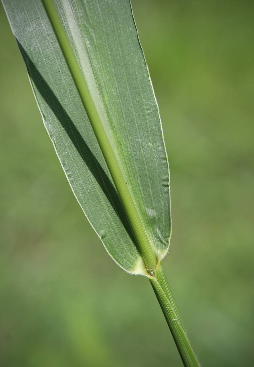 Photo of Giant Foxtail