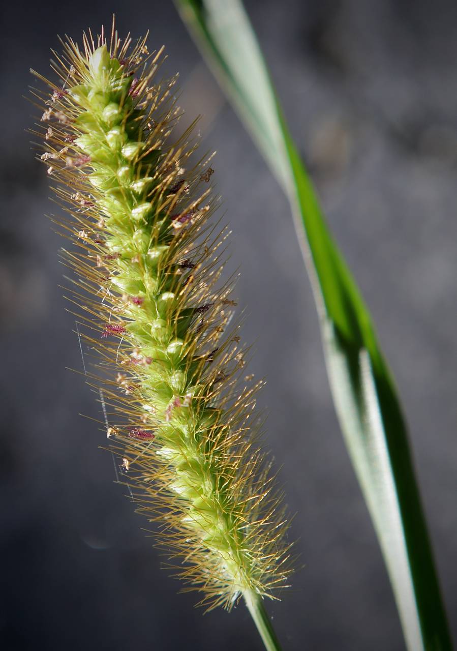 Photo of Yellow Foxtail