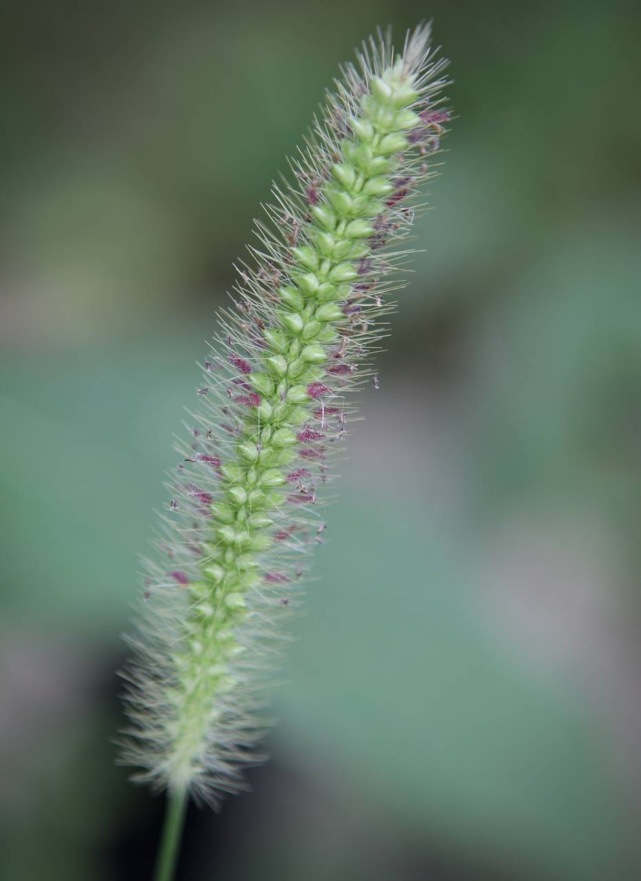 Photo of Yellow Foxtail