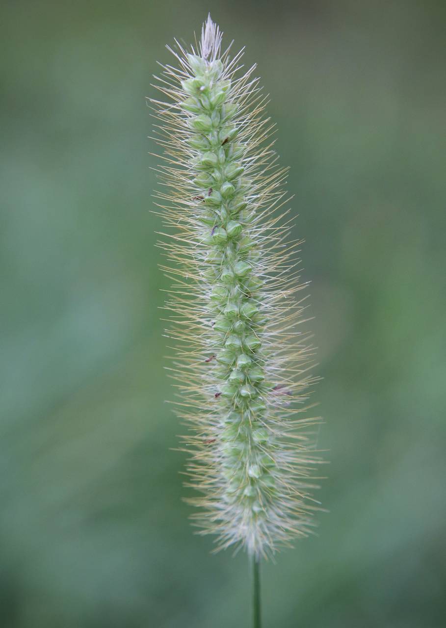 Photo of Yellow Foxtail