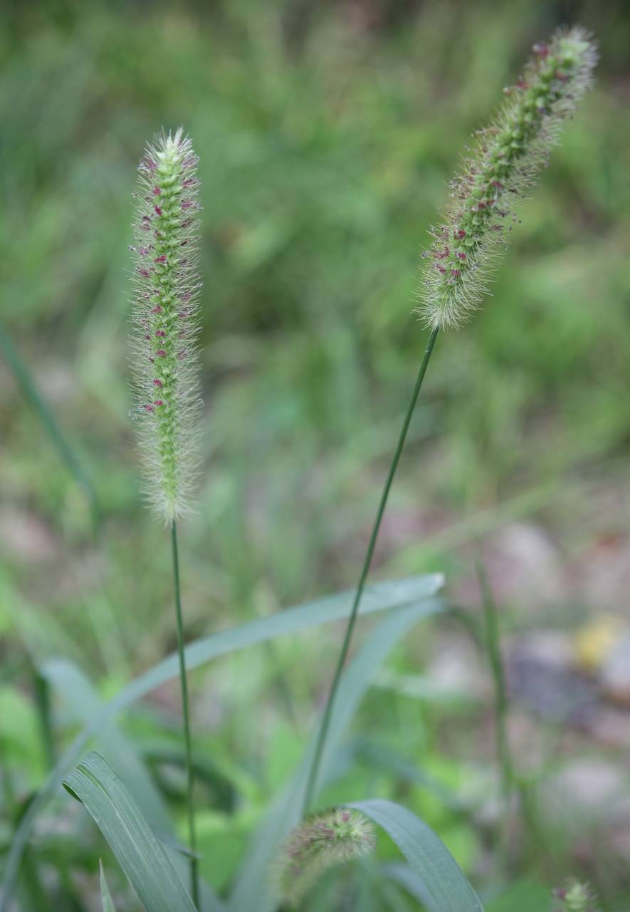 Photo of Yellow Foxtail