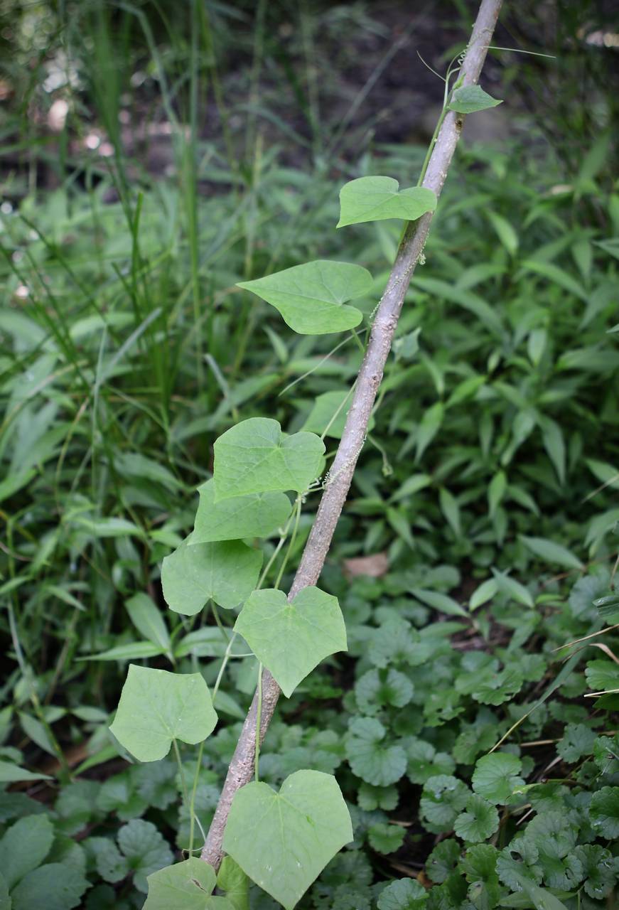 Photo of Bur Cucumber