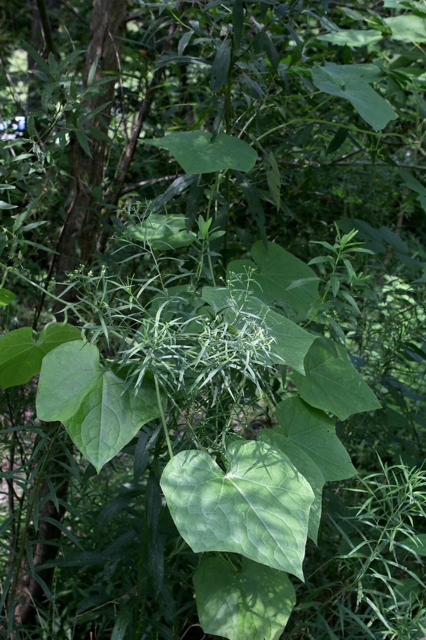 Photo of Bur Cucumber