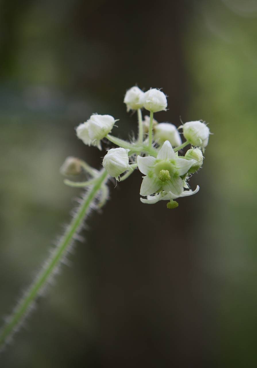 Photo of Bur Cucumber