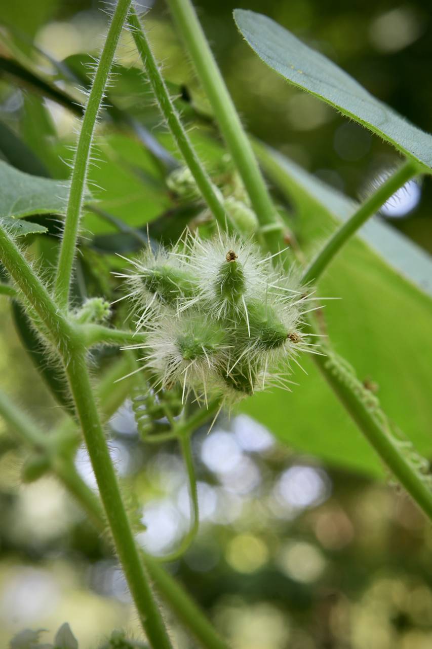 Photo of Bur Cucumber