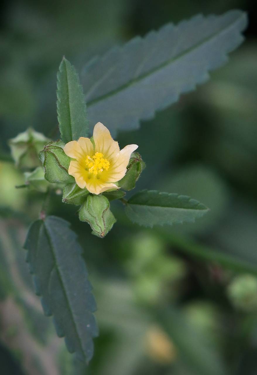 Photo of Prickly Mallow