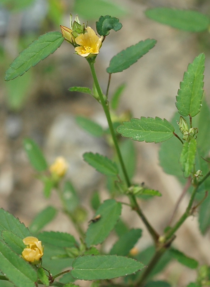 Photo of Prickly Mallow