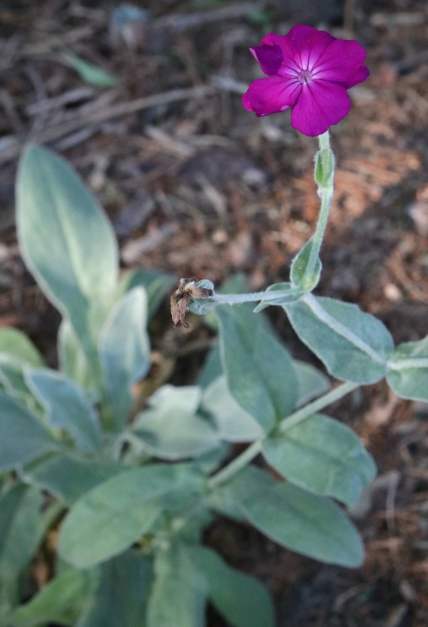 Photo of Rose Campion