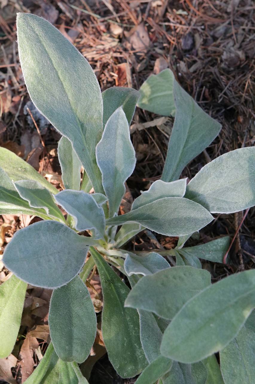 Photo of Rose Campion