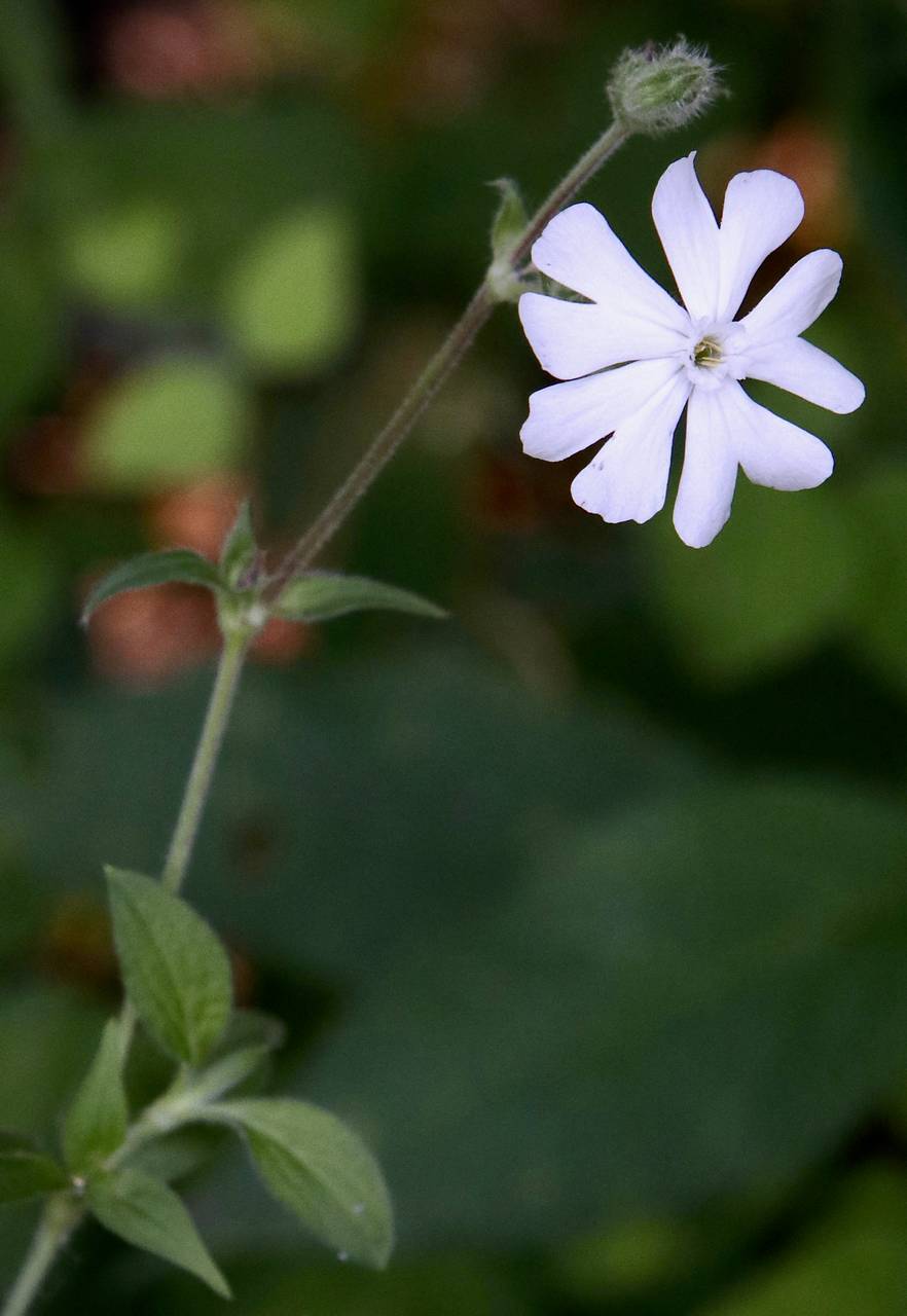 Photo of White Campion