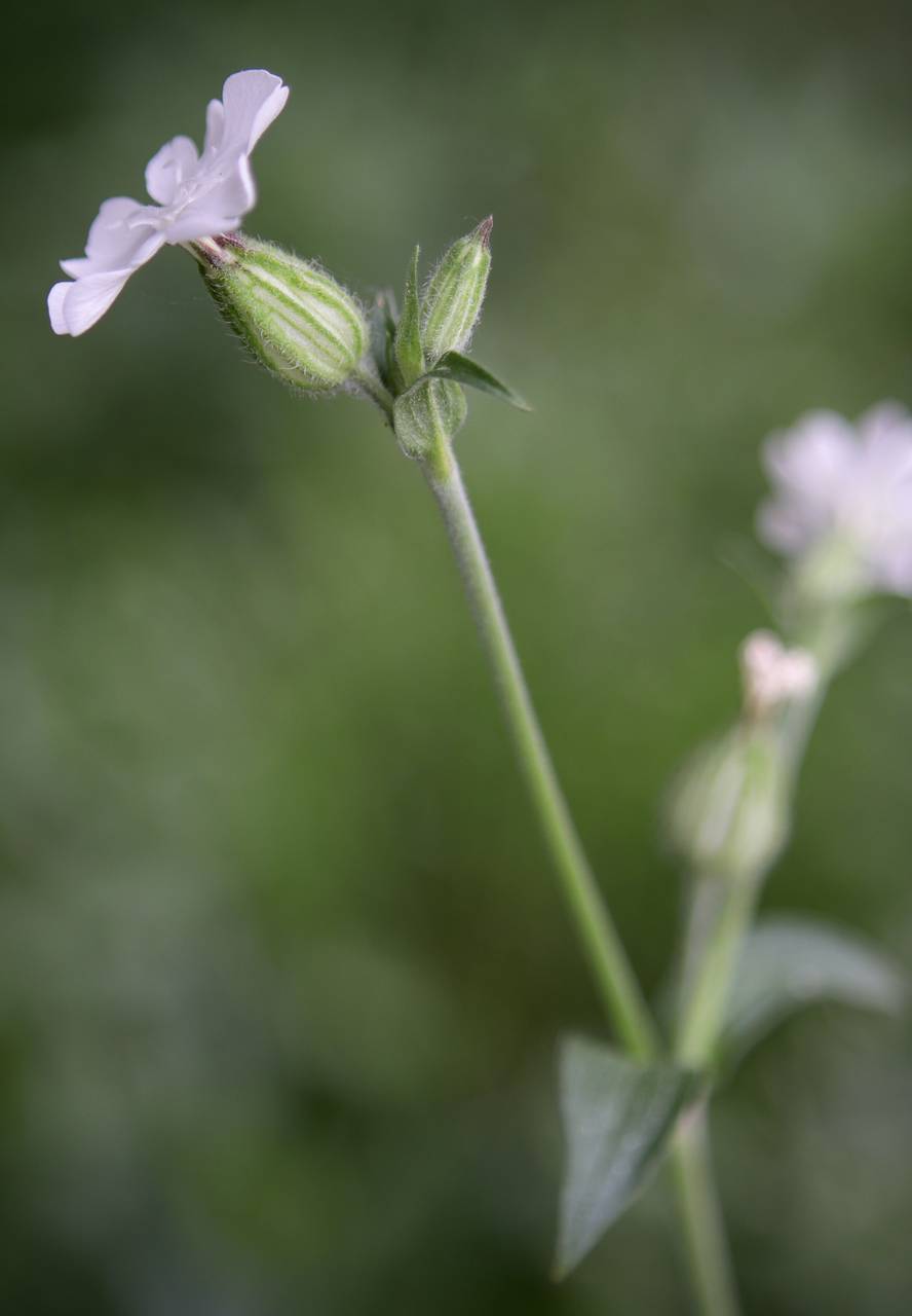 Photo of White Campion