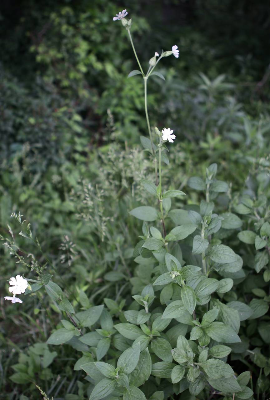 Photo of White Campion