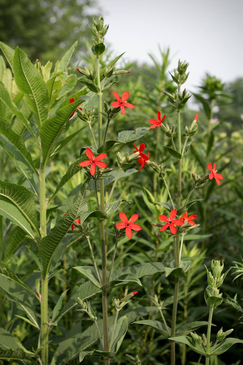 Photo of Royal Catchfly