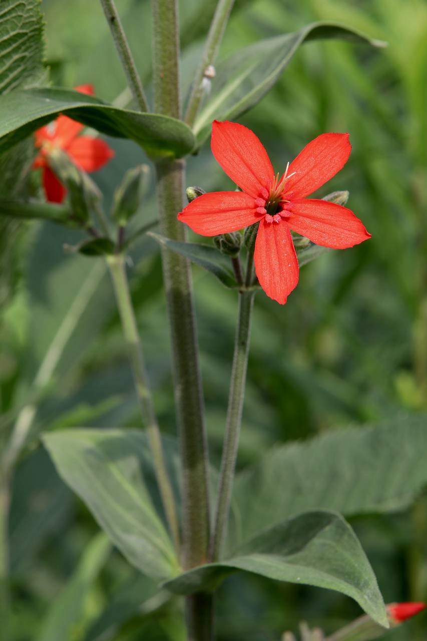 Photo of Royal Catchfly
