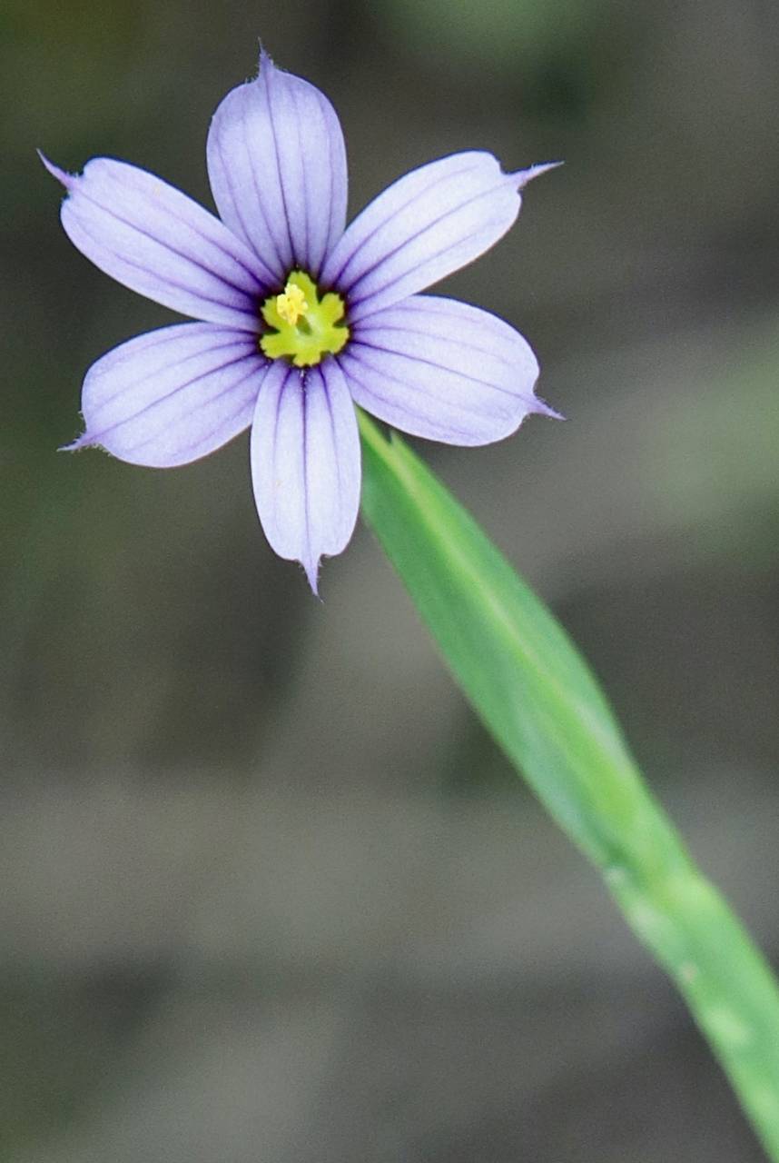 Photo of Blue-Eyed Grass