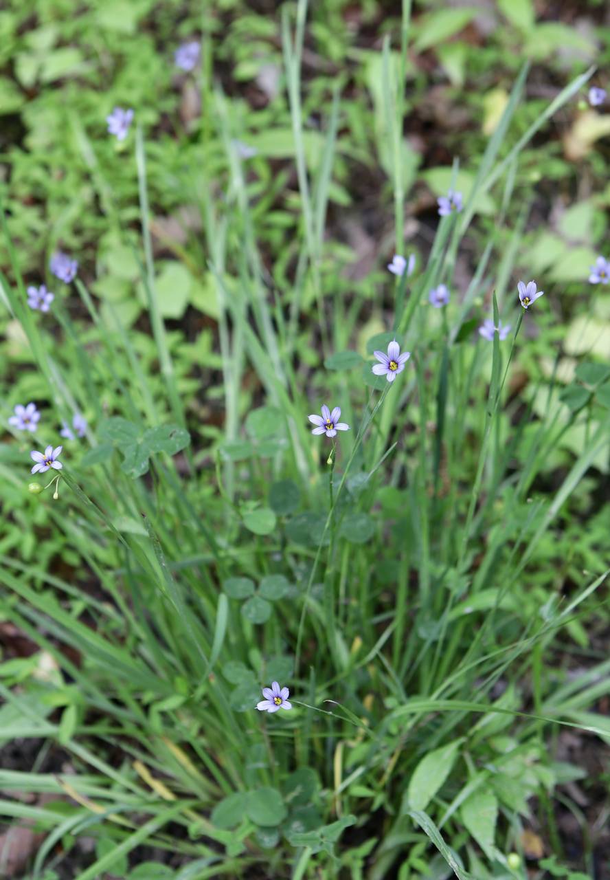 Photo of Blue-Eyed Grass