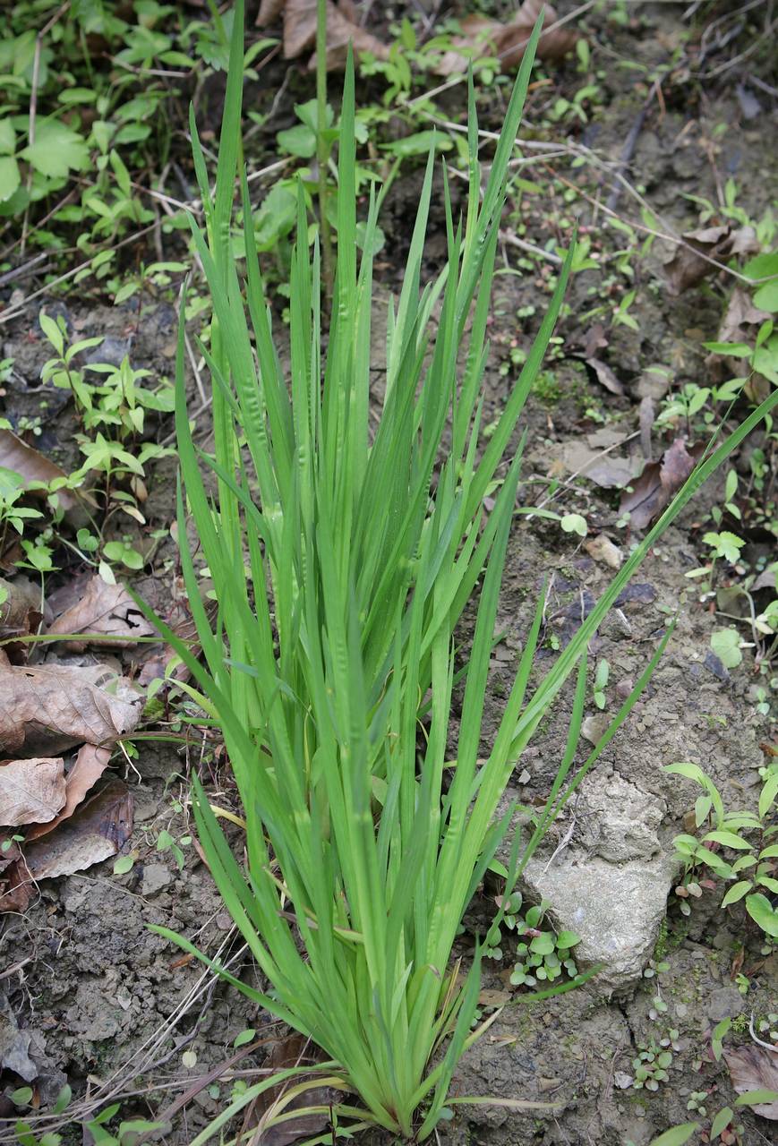 Photo of Blue-Eyed Grass
