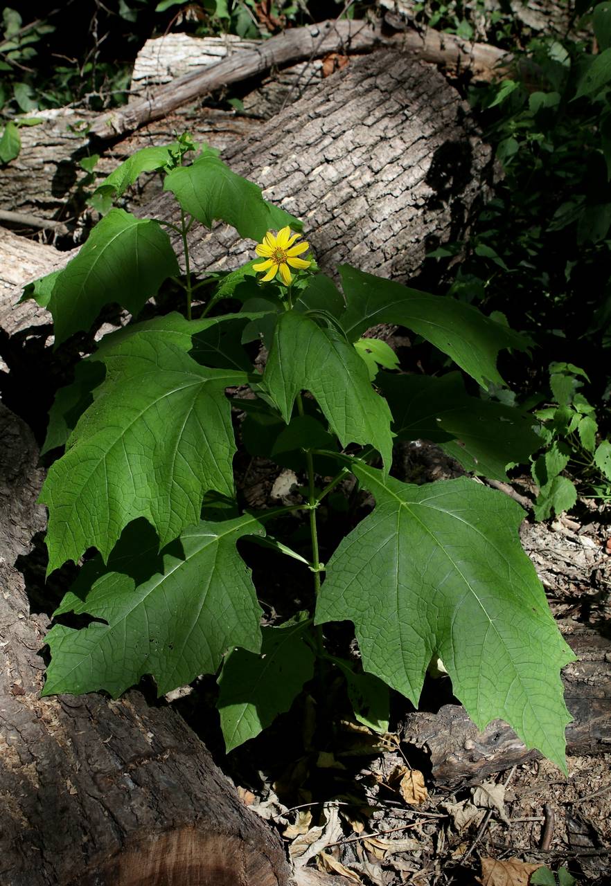 Photo of Yellow Flower Leafcup