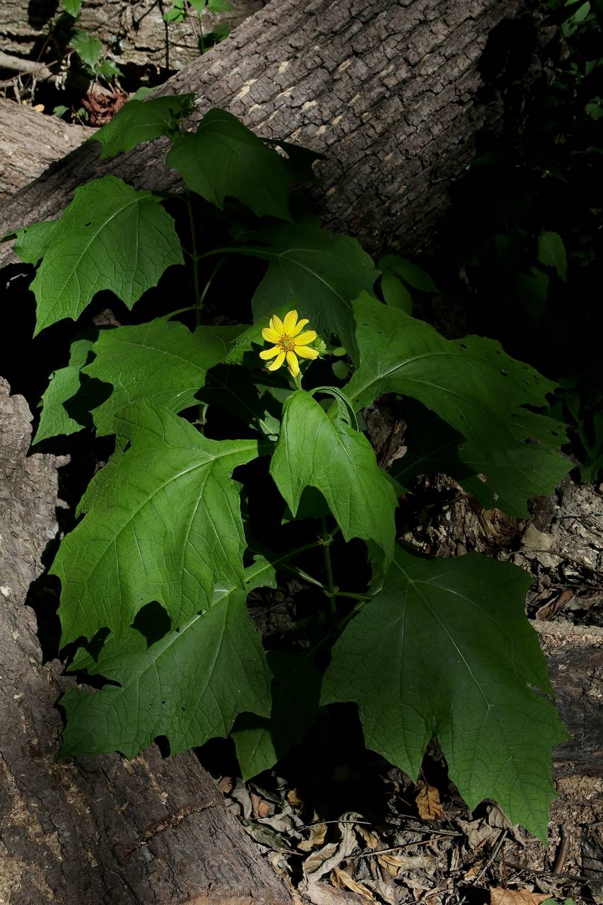 Photo of Yellow Flower Leafcup