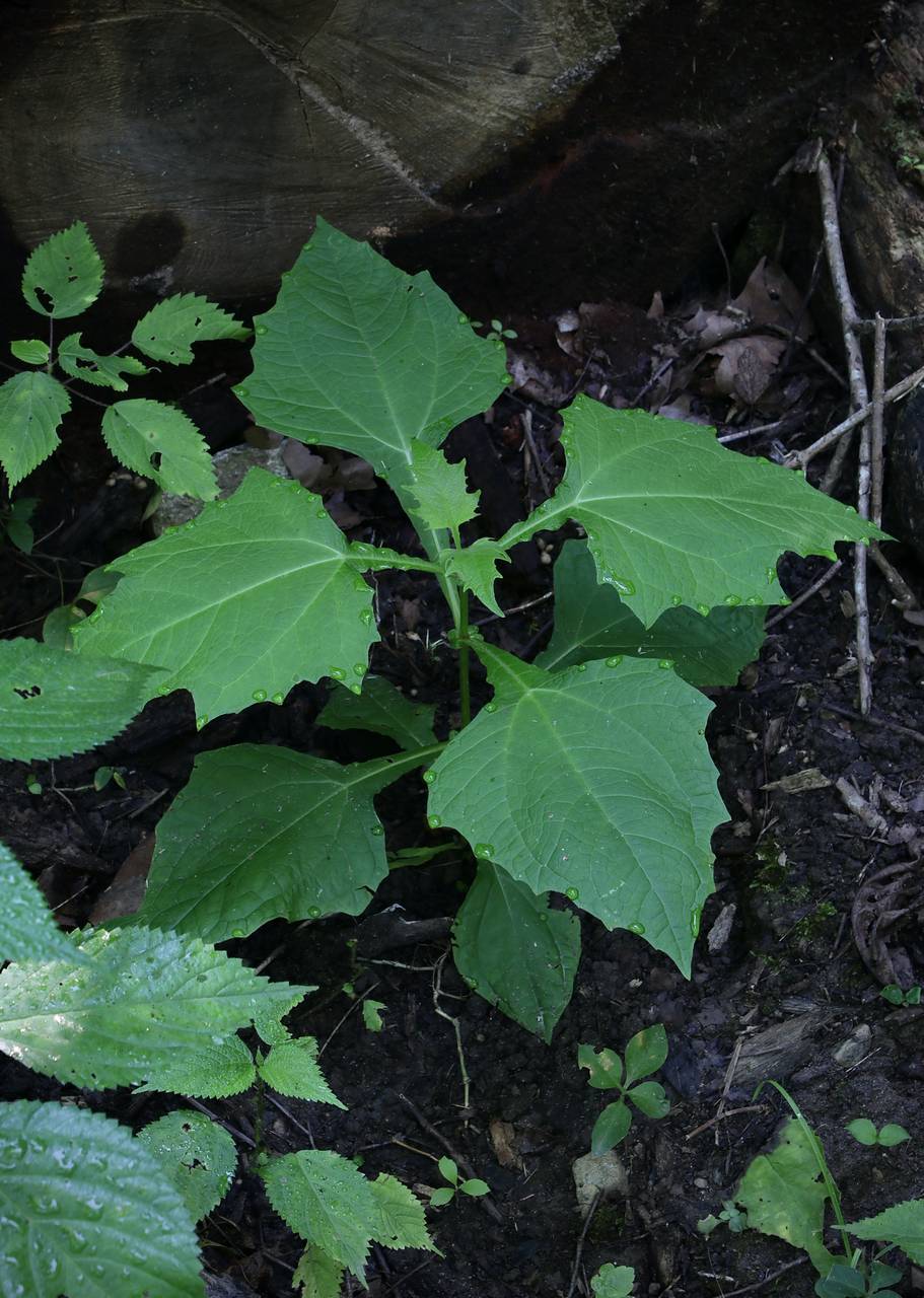 Photo of Yellow Flower Leafcup