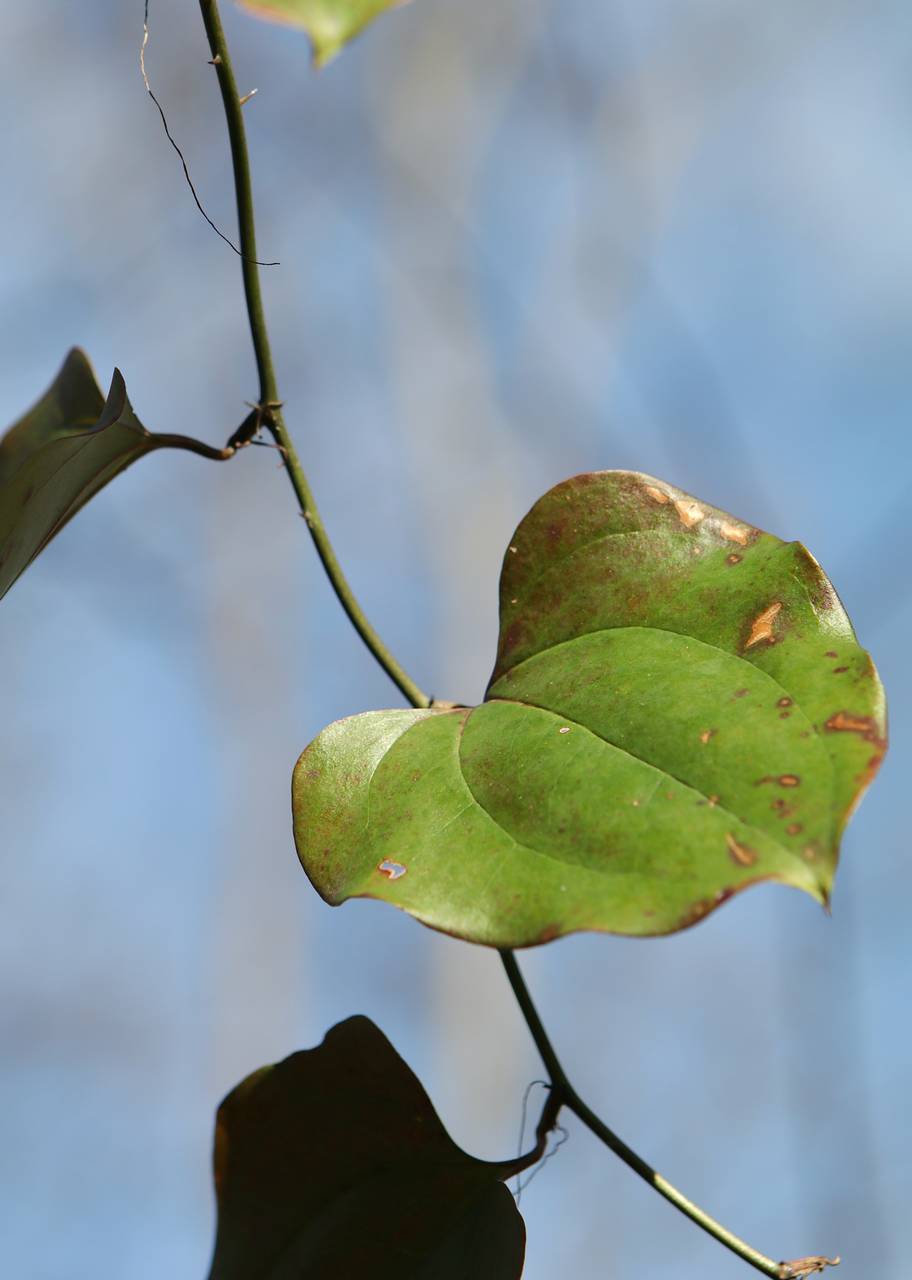 Photo of Glaucous Greenbrier