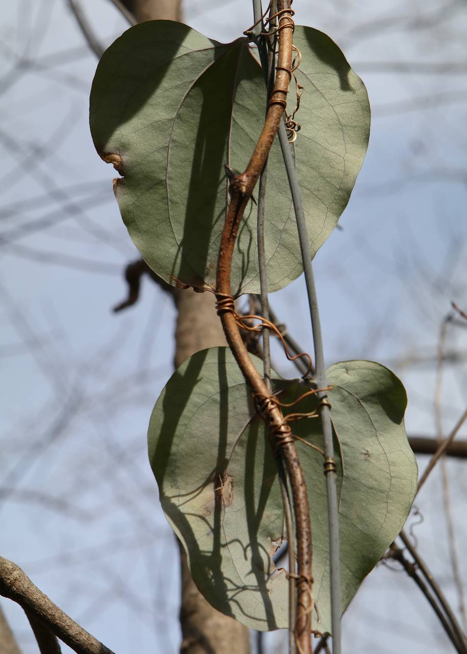 Photo of Glaucous Greenbrier