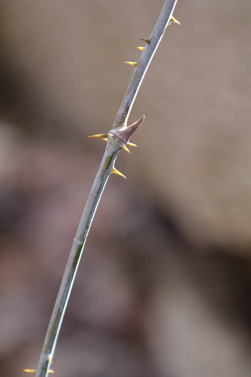 Photo of Glaucous Greenbrier