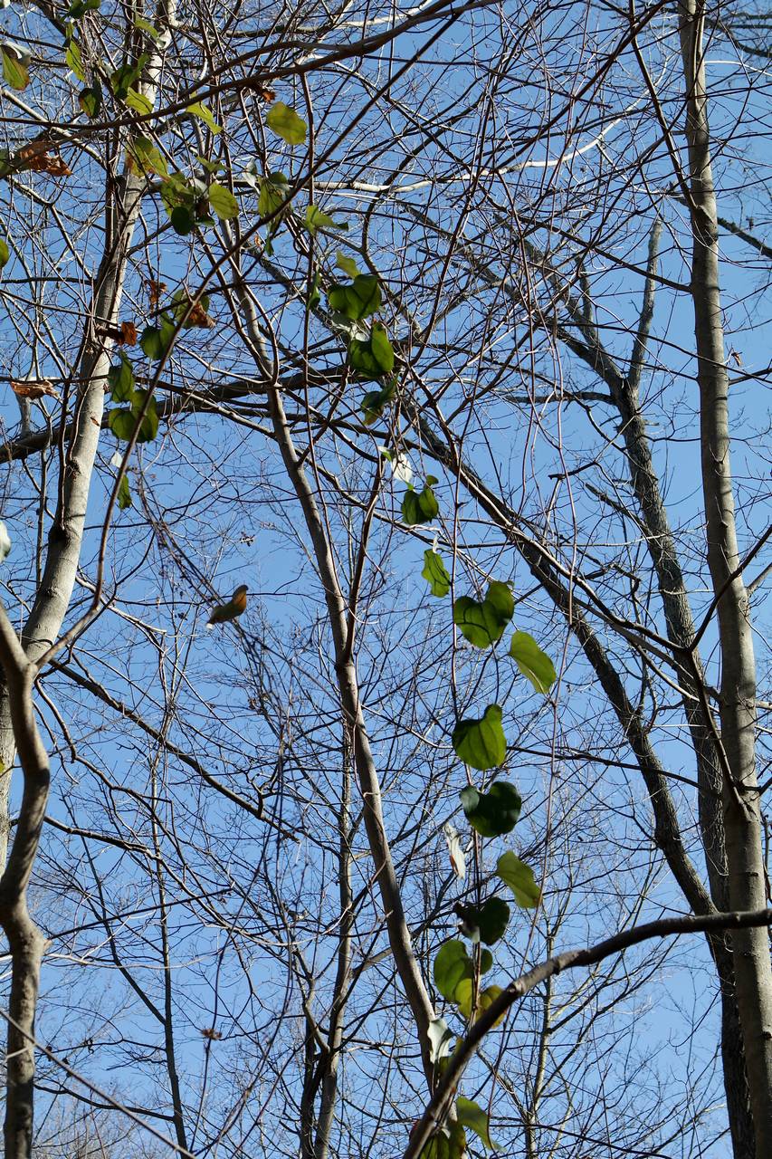 Photo of Glaucous Greenbrier