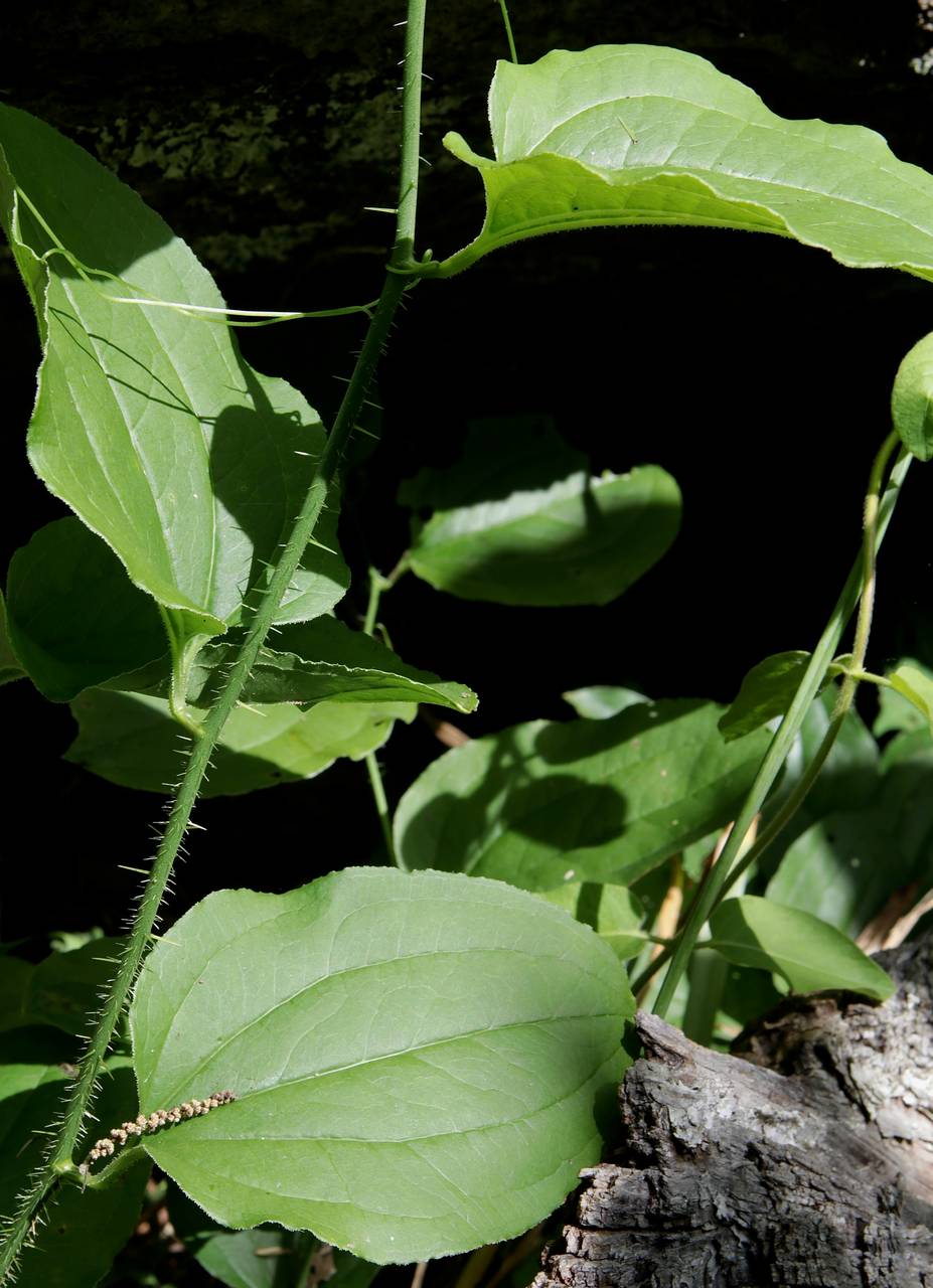 Photo of Bristly Greenbrier