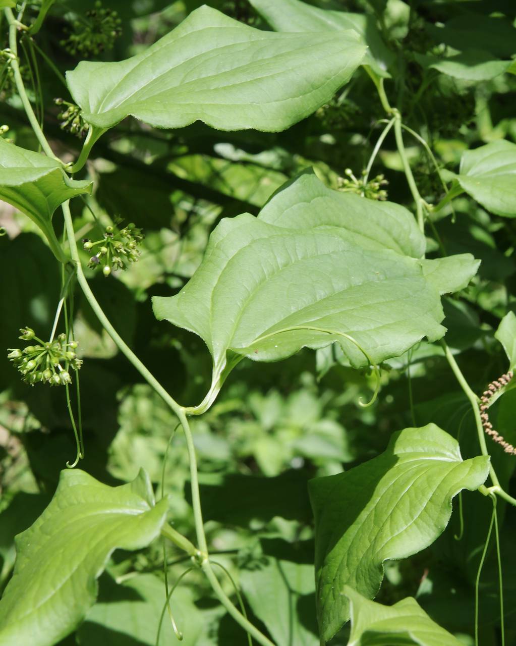 Photo of Bristly Greenbrier