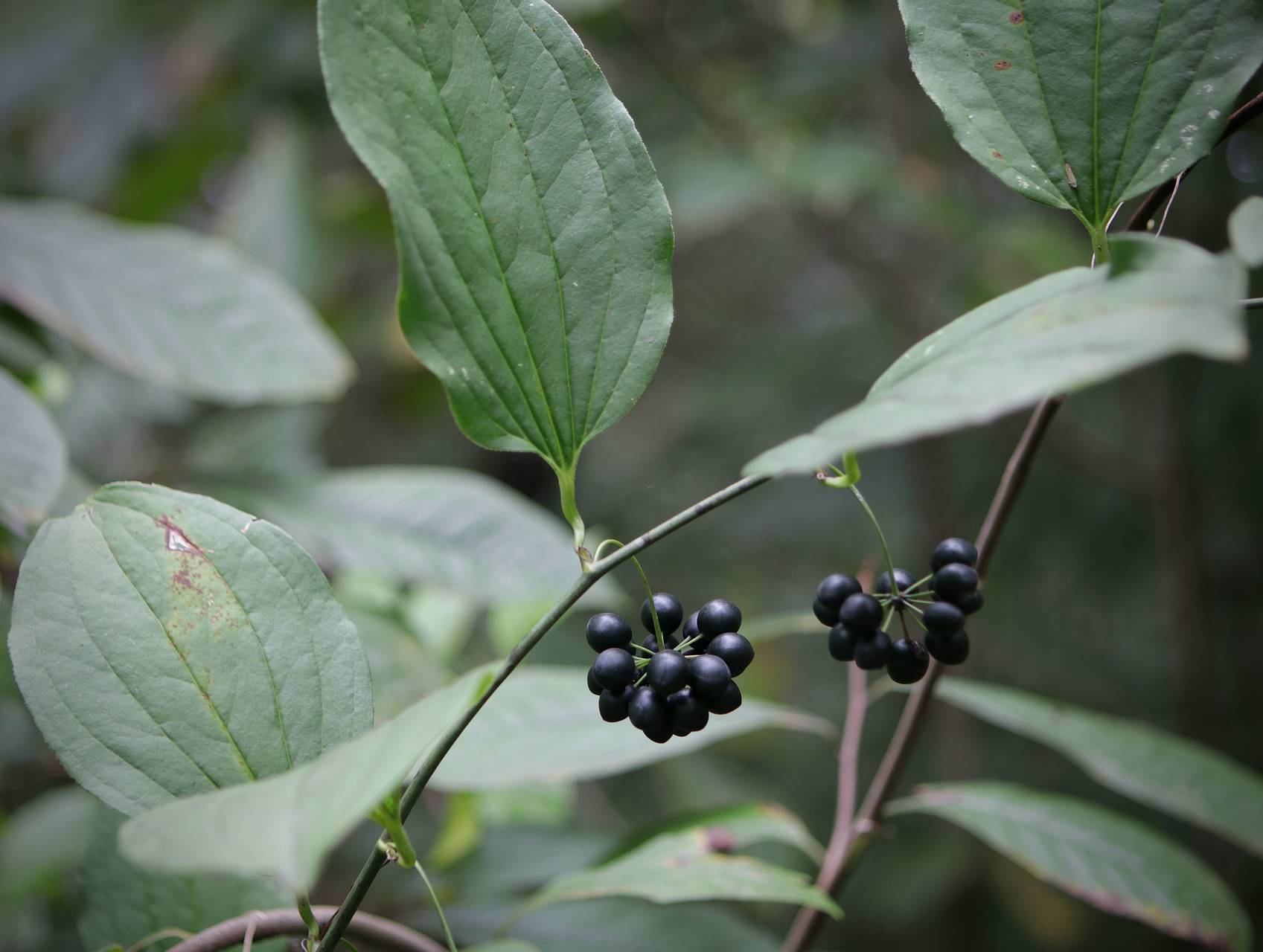 Photo of Bristly Greenbrier