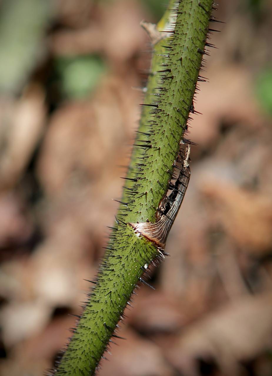 Photo of Bristly Greenbrier