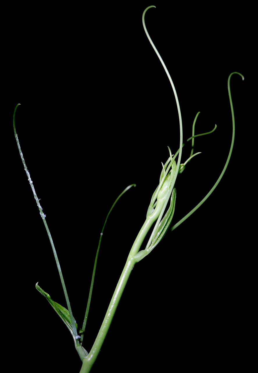 Photo of Bristly Greenbrier