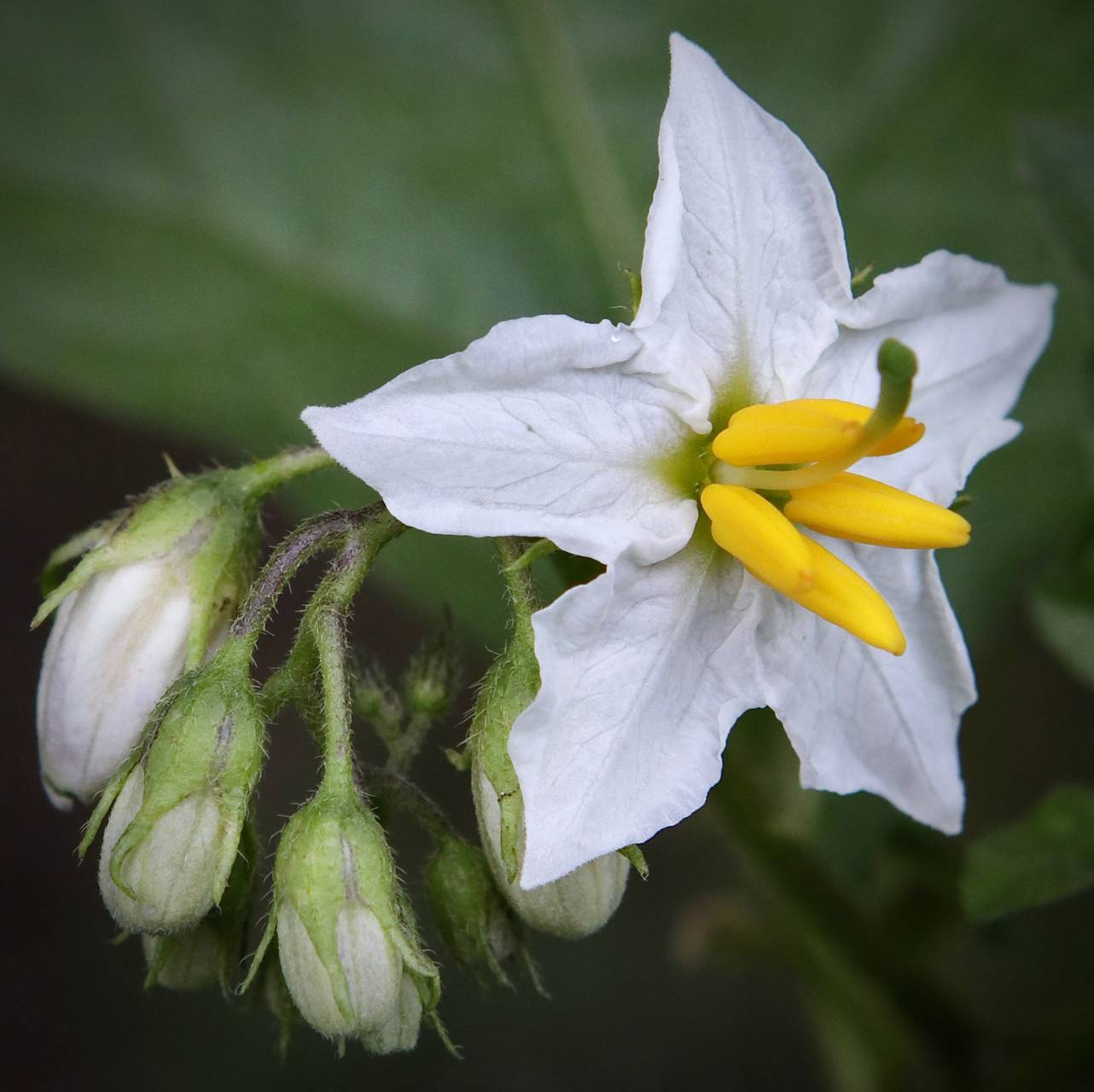 Photo of Horsenettle