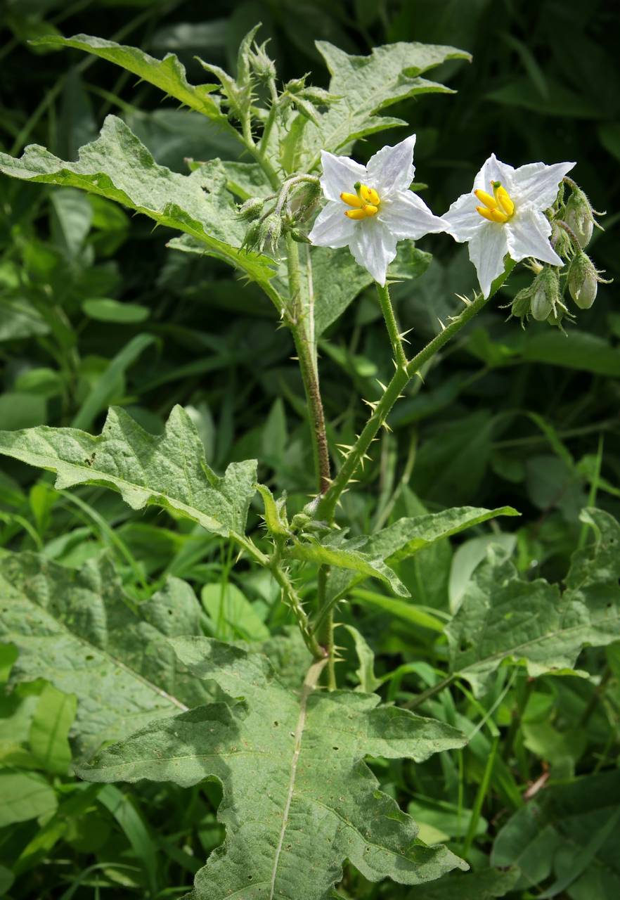 Photo of Horsenettle