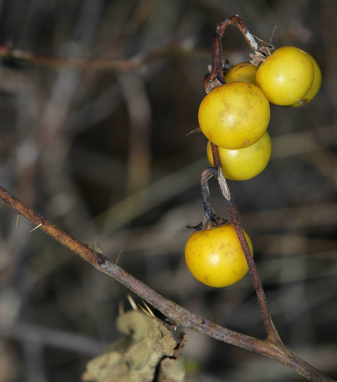 Photo of Horsenettle